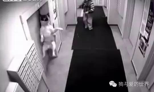 主人带着狗狗坐电梯，但接下来发生的一幕让他后悔不已！