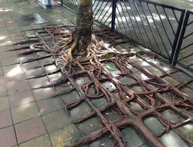 男子街上散步发现一棵奇怪的树,没想到靠近树根看到神奇的一幕!