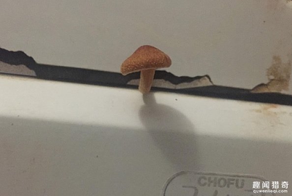 他家浴室长了朵小蘑菇，他把它煎吃了后就人间蒸发了……