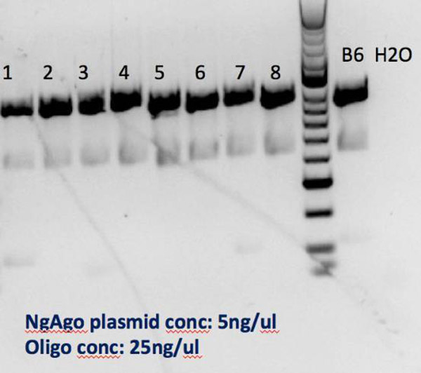 当用高浓度5'磷酸化的ssDNA(25纳克/微升)和NgAgo原核注射小鼠受精卵之后基于囊胚的PCR和电泳凝胶。